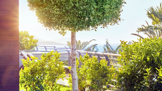 Een verzorgde tuin met een keurig bijgesnoeide boom, een ligstoel en uitzicht op de oceaan.