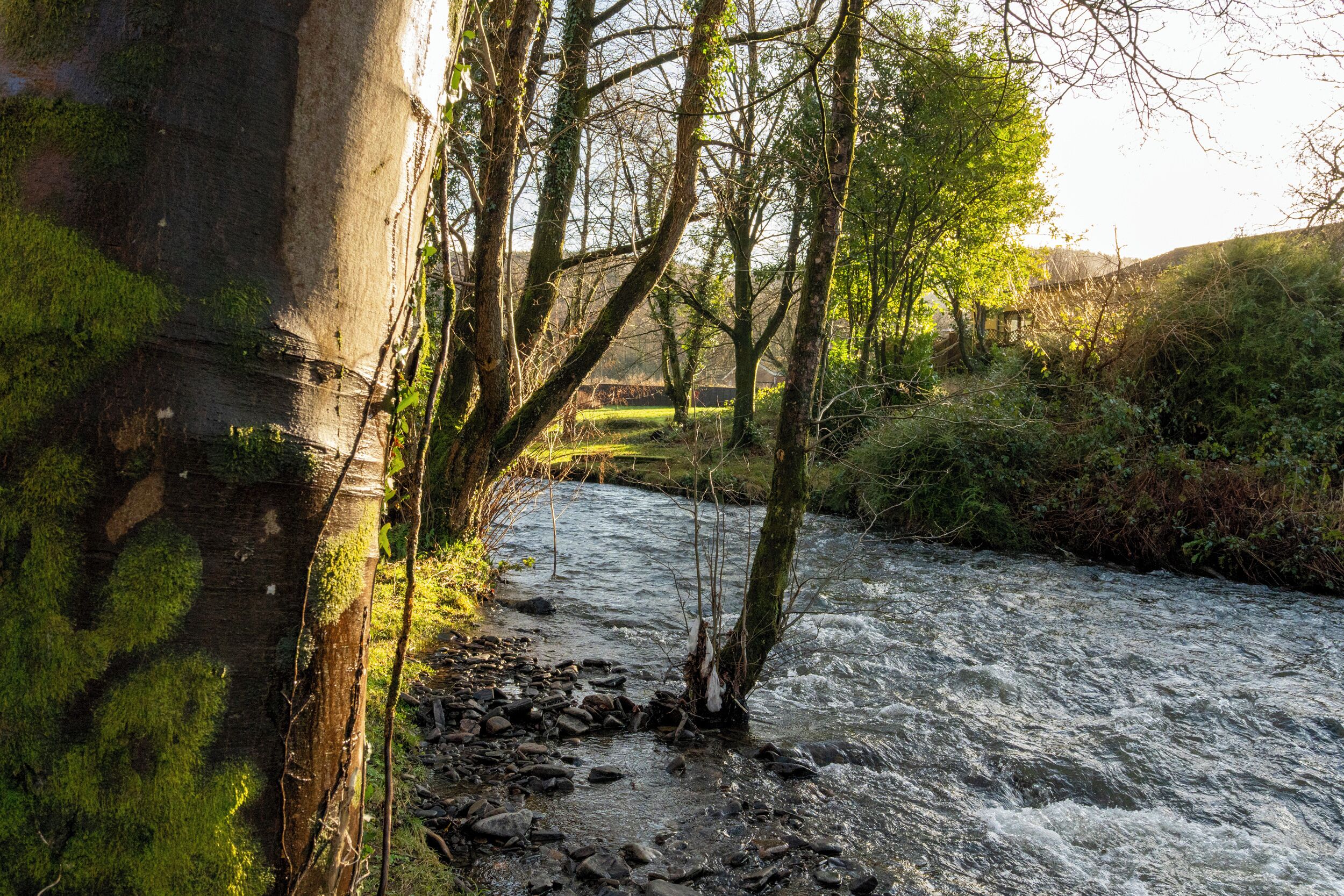 Un río serpenteando por una zona boscosa con árboles y rocas.