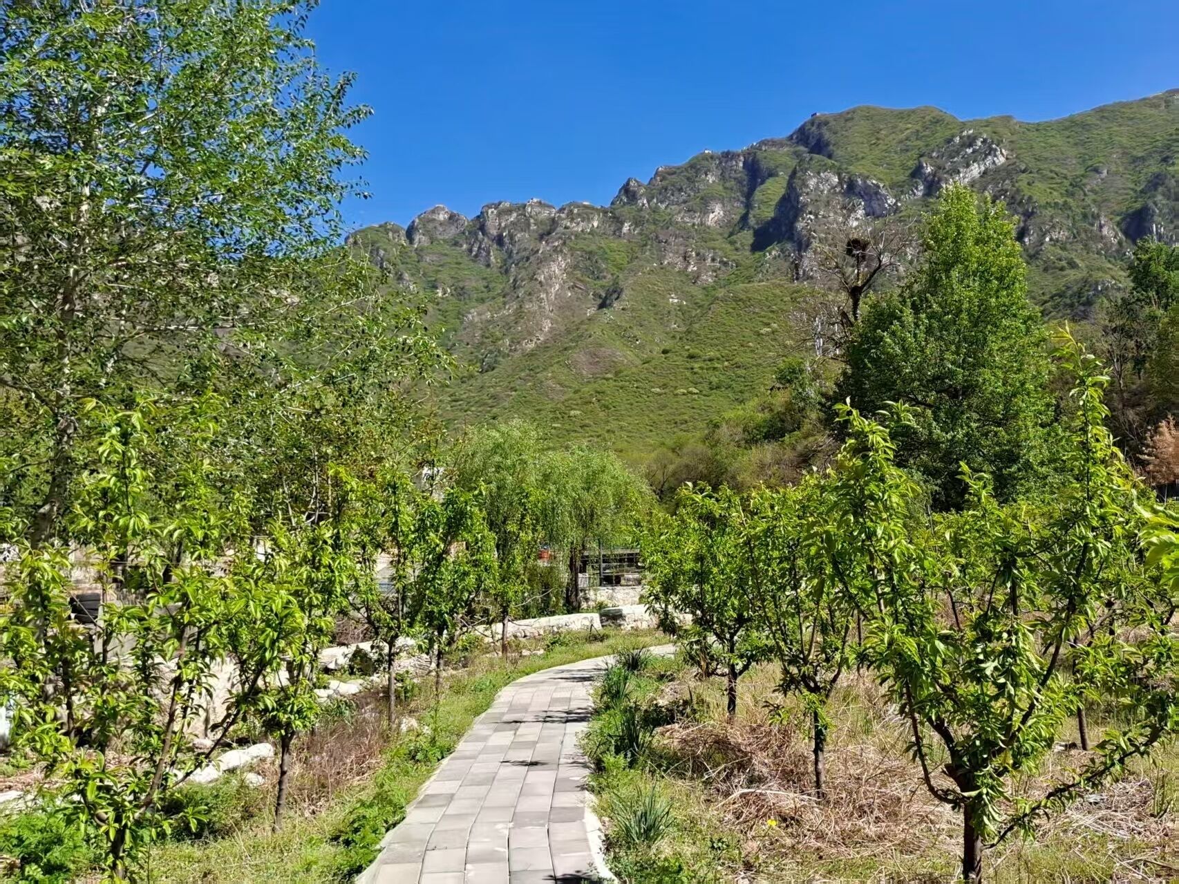 Un sentier pavé traverse un vignoble, avec une chaîne de montagnes en arrière-plan.
