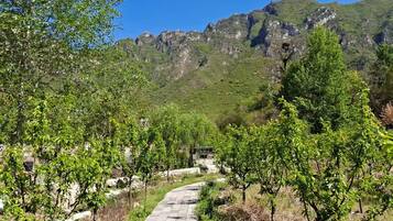 Un sentier pavé traverse un vignoble, avec une chaîne de montagnes en arrière-plan.