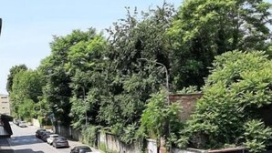 Una strada fiancheggiata da alberi e macchine parcheggiate.
