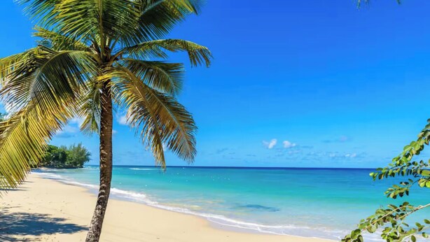 Una playa con una palmera y agua azul cristalina.