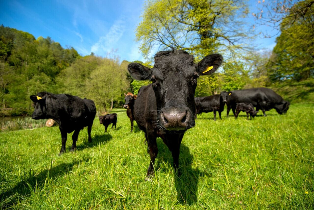 A grassy field with cows.