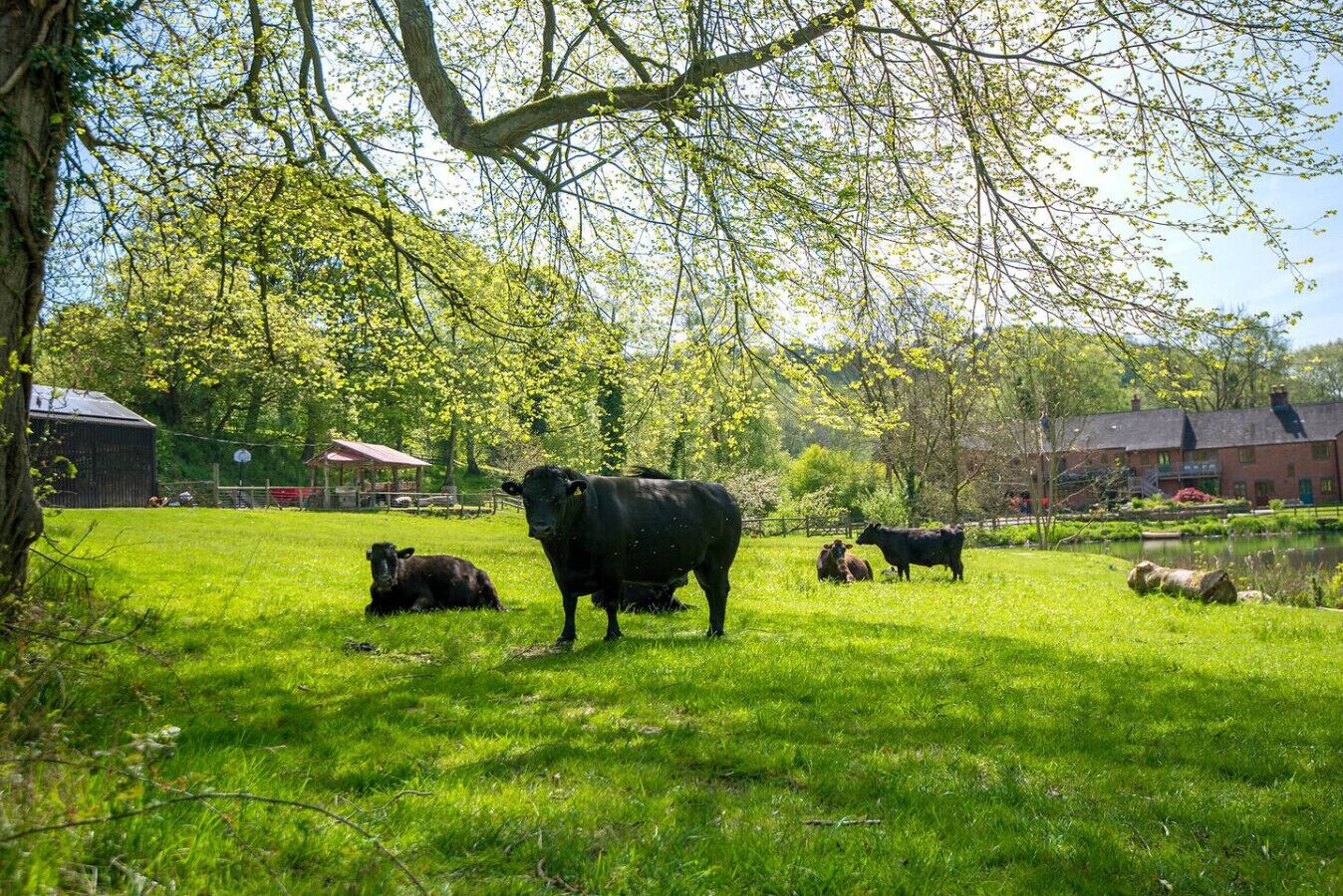 Paisaje rural con vacas pastando en un campo, rodeado de árboles y edificios agrícolas.
