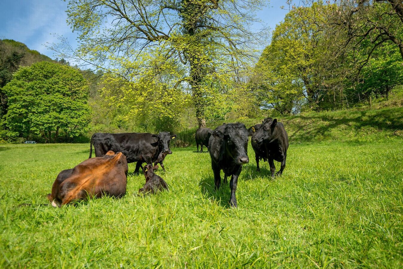 A grassy field with cows and trees.
