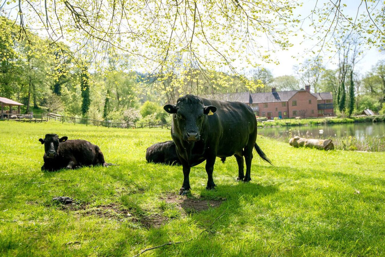 Àrea exterior de l'allotjament