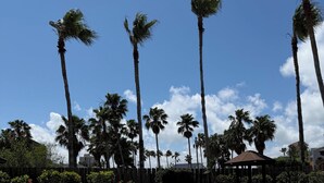 A swimming pool with lounge chairs, palm trees, and a gazebo. - Pool- BeachSide- Pet Friendly- 2-3min walk to beach. (South Padre Island)