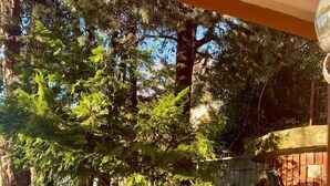 Un jardín con un sendero de piedra, plantas en macetas y un muro de ladrillo.