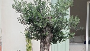 Un jardin bien entretenu, agrémenté d’un grand arbre, d’un mur en pierre et de plantes en pot.