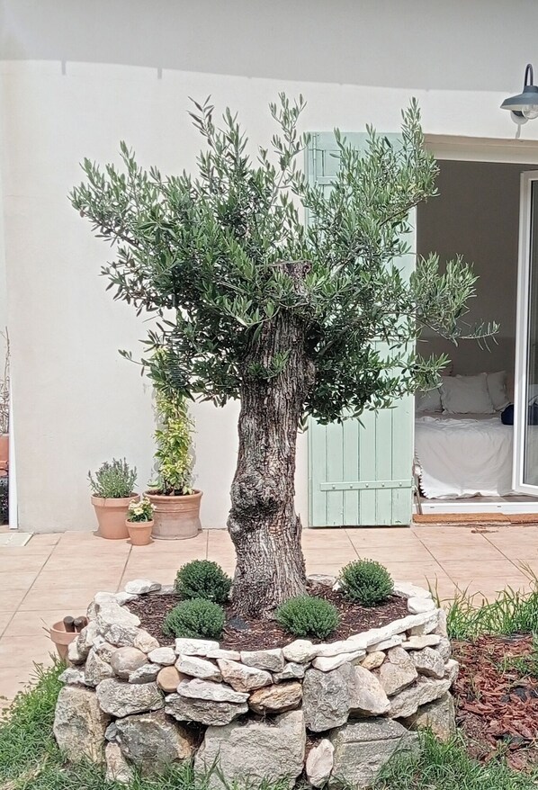 A well-maintained garden with a large tree, stone wall, and potted plants. - Small village farmhouse near Avignon with pine forest view. (Barbentane, Avignon)