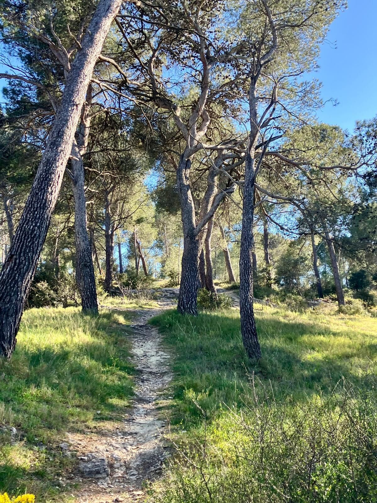 A forested area with a dirt path.
