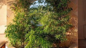 Un jardinière circulaire contenant des plantes en bambou, un mur de pierre orné d’une fresque et une structure surmontée d’un toit de chaume.
