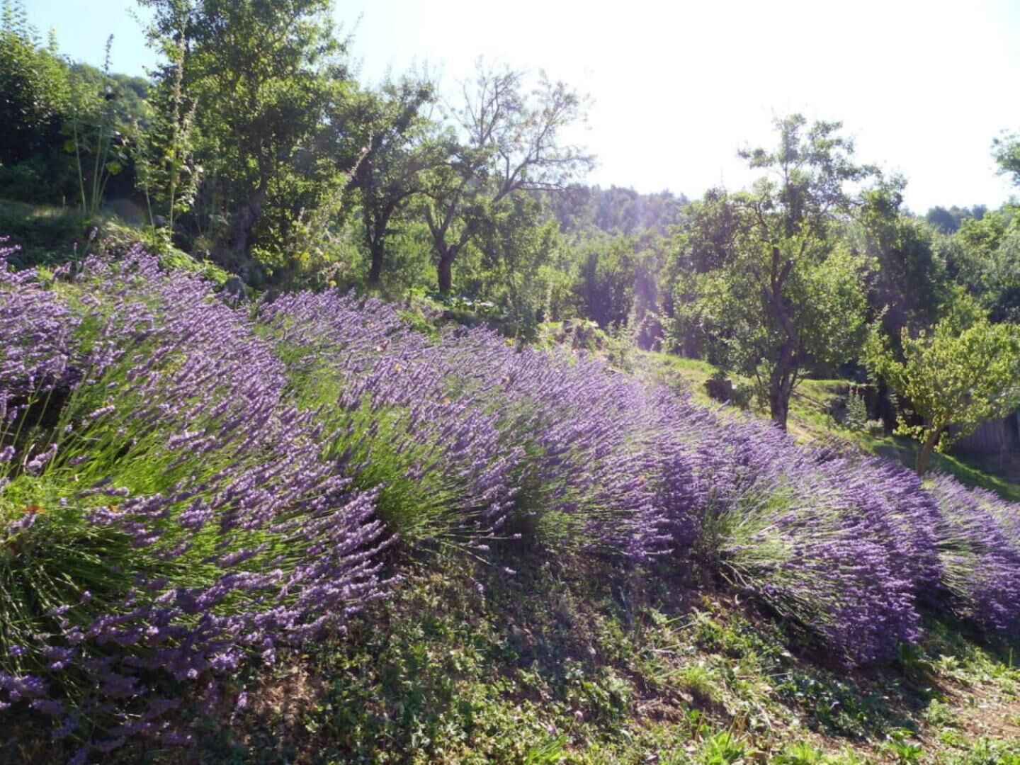 A lavender field with trees in the background.
