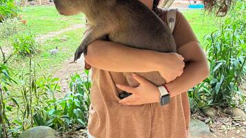 Una persona sosteniendo una capibara en un entorno rural con una estructura de techo de paja y vegetación.