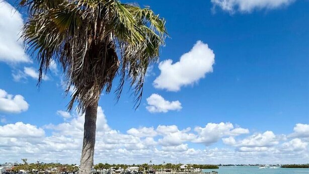 A beach with a palm tree, a wooden walkway, and a view of the water and distant buildings. - Bayfront Condo with Private Beach - Unit 313 (Englewood)