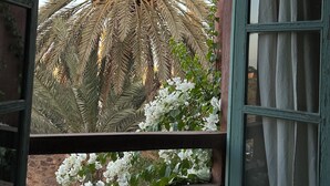 Ein Fenster mit Blick auf eine Palme und weiße Blüten.