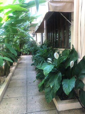 A narrow pathway flanked by large green plants and a building with a beige facade. - Enjoy your private tropical terrace by the Condado lagoon. (San Juan)