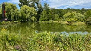 Un lago tranquillo circondato da vegetazione rigogliosa e alberi.
