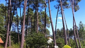Uma floresta de pinheiros altos sob um céu azul límpido.