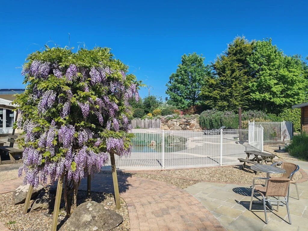 Un espacio al aire libre cercado con un pérgola cubierta de flores moradas, una piscina y mesas de picnic.
