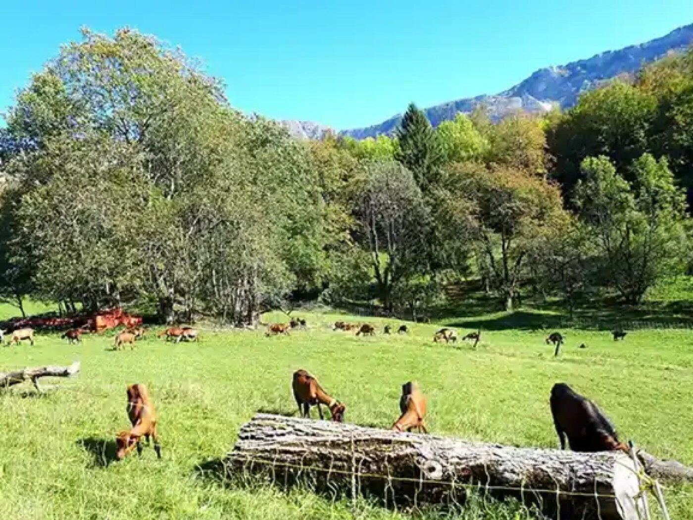 A rural landscape with grazing animals, trees, and mountains in the background.