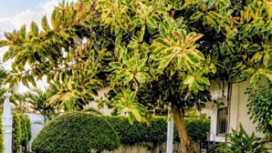 A well-maintained garden with a lawn, a neatly trimmed bush, and a stone pathway. - Cozy Duafe Villa/WI-FI/ 24hr Security/10mins to Airport (Adenta Municipality)