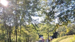 A rural setting with a house surrounded by trees and vegetation.