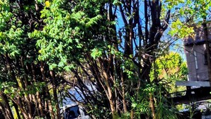 A garden area with metal chairs, a potted plant, and a tree with yellow flowers. - Linville Cottage. This is a 100 year old cottage in town close to rail trail. (Linville)