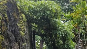 A natural rock formation with a vine-covered archway, surrounded by dense foliage. - Private Balcony • Walk to Beach + Downtown (Hilo)