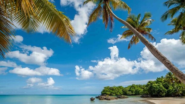 Una playa con aguas turquesas cristalinas, palmeras y una orilla arenosa.