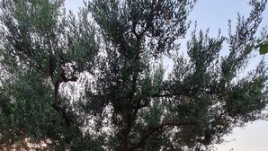 Un jardín con un regador amarillo, un muro de piedra y un árbol.
