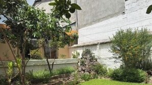 Un jardín bien cuidado con césped, arbustos variados y un árbol pequeño.