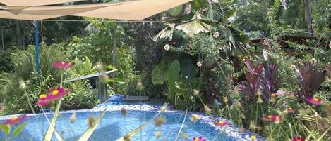 Une piscine dont le bord est revêtu de carrelage, entourée d’une végétation luxuriante et de différentes plantes.