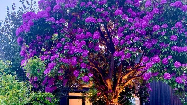 A tree with purple flowers in front of a building with a concrete staircase leading up to a door. - Wonderful Arboretum 3br custom home w/spectacular outdoor living (Seattle)