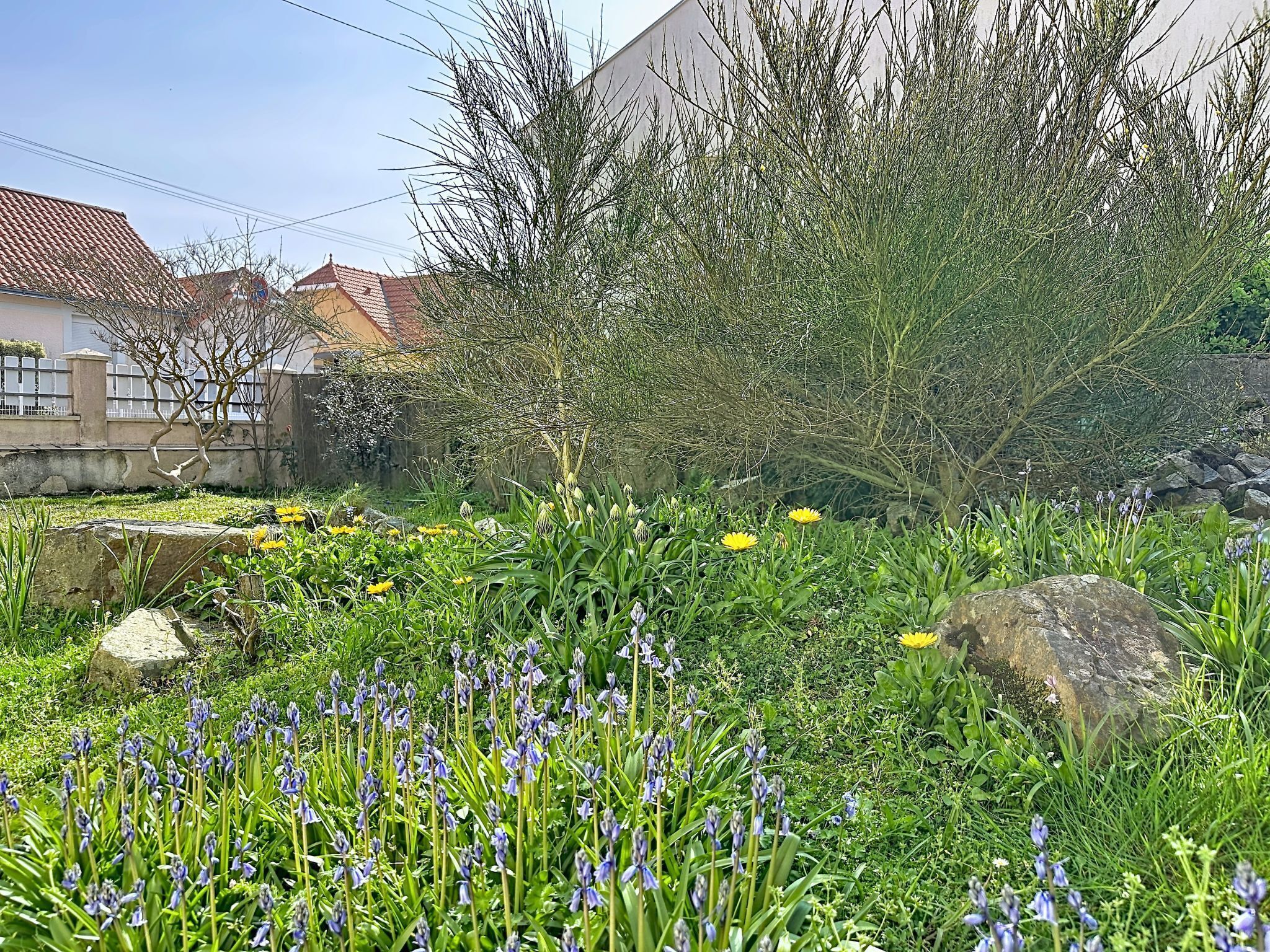 Un jardín con diversas plantas y rocas.