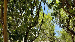 A courtyard with a table and two chairs under a tree, a building in the background, and a fence. - Gaea Pylos: Spacious family house near beaches (Pylos Nestoros)