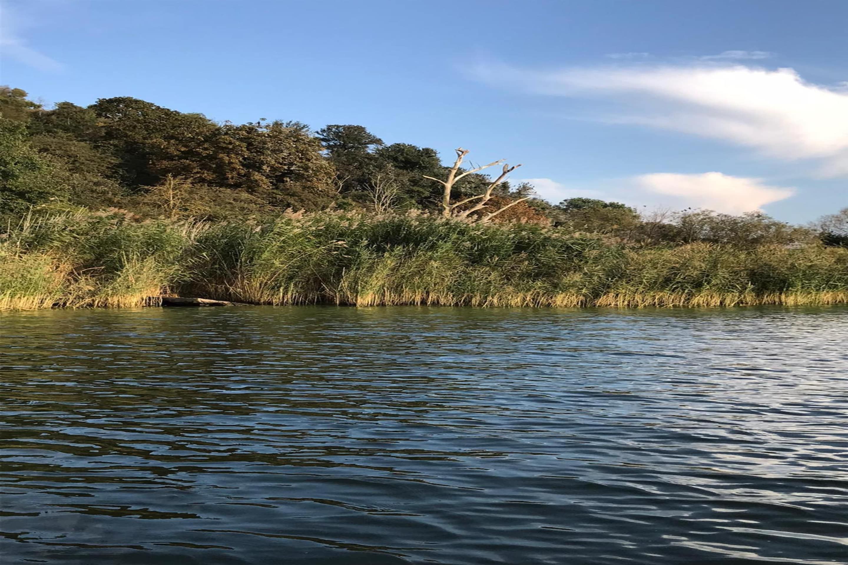 Une rivière paisible, bordée d’une végétation luxuriante et avec des arbres en arrière-plan.