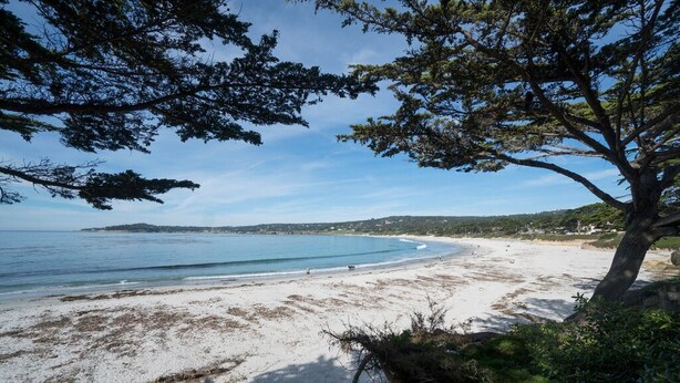 Ein Strand mit blauem Himmel, sandigem Ufer und einem großen Baum im Vordergrund.