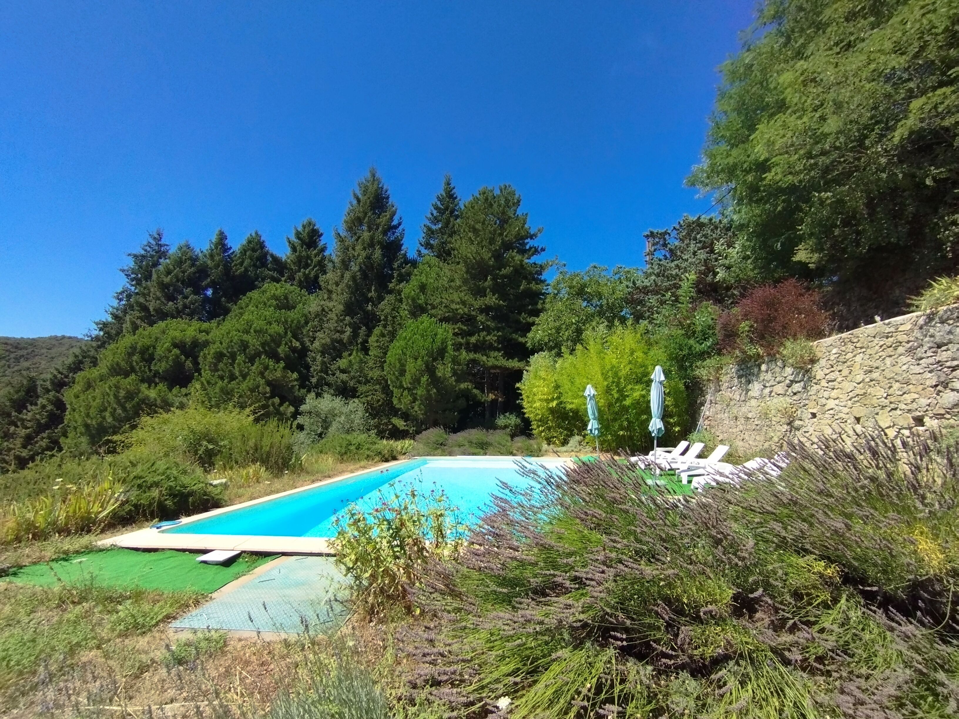 Ein Schwimmbecken mit Liegestühlen und Sonnenschirmen, umgeben von üppiger Vegetation und Bäumen.