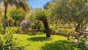 Un jardin luxuriant, avec une grande variété de plantes, un palmier et une petite fontaine.