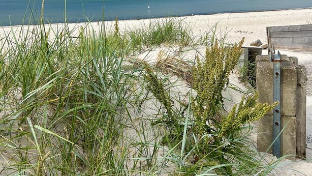 Ein Strand mit Sand, Gras und einer Holzkonstruktion.