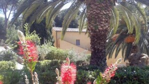 Un jardin avec des palmiers et des fleurs rouges.