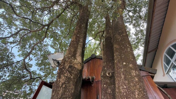 Un grand arbre auquel est adossée une structure en bois, avec une fenêtre et une porte en métal.