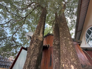 Un grand arbre auquel est adossée une structure en bois, avec une fenêtre et une porte en métal.