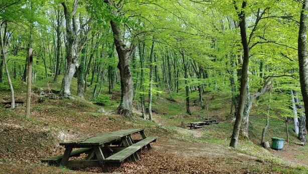 A forested area with a wooden picnic table and benches.