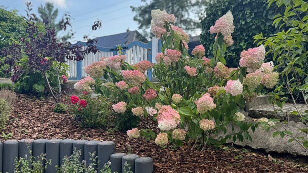 A garden with hydrangea plants, a stone wall, and a blue fence. - Cozy quiet apartment in Berlin with terrace, free parking (Berlin)