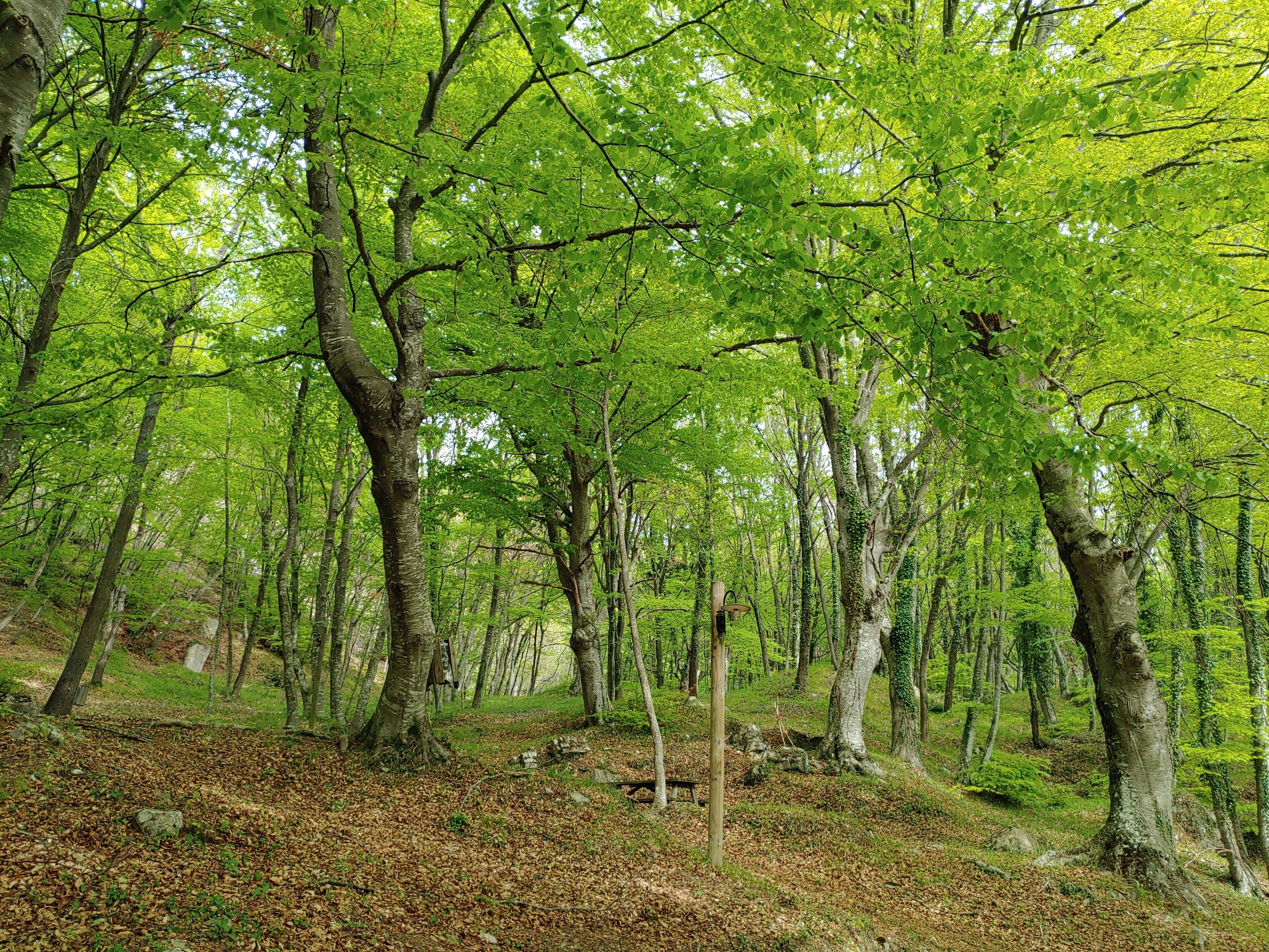 Un bosque con árboles altos y el suelo cubierto de hojas secas.