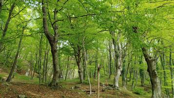 Un bosque con árboles altos y el suelo cubierto de hojas secas.