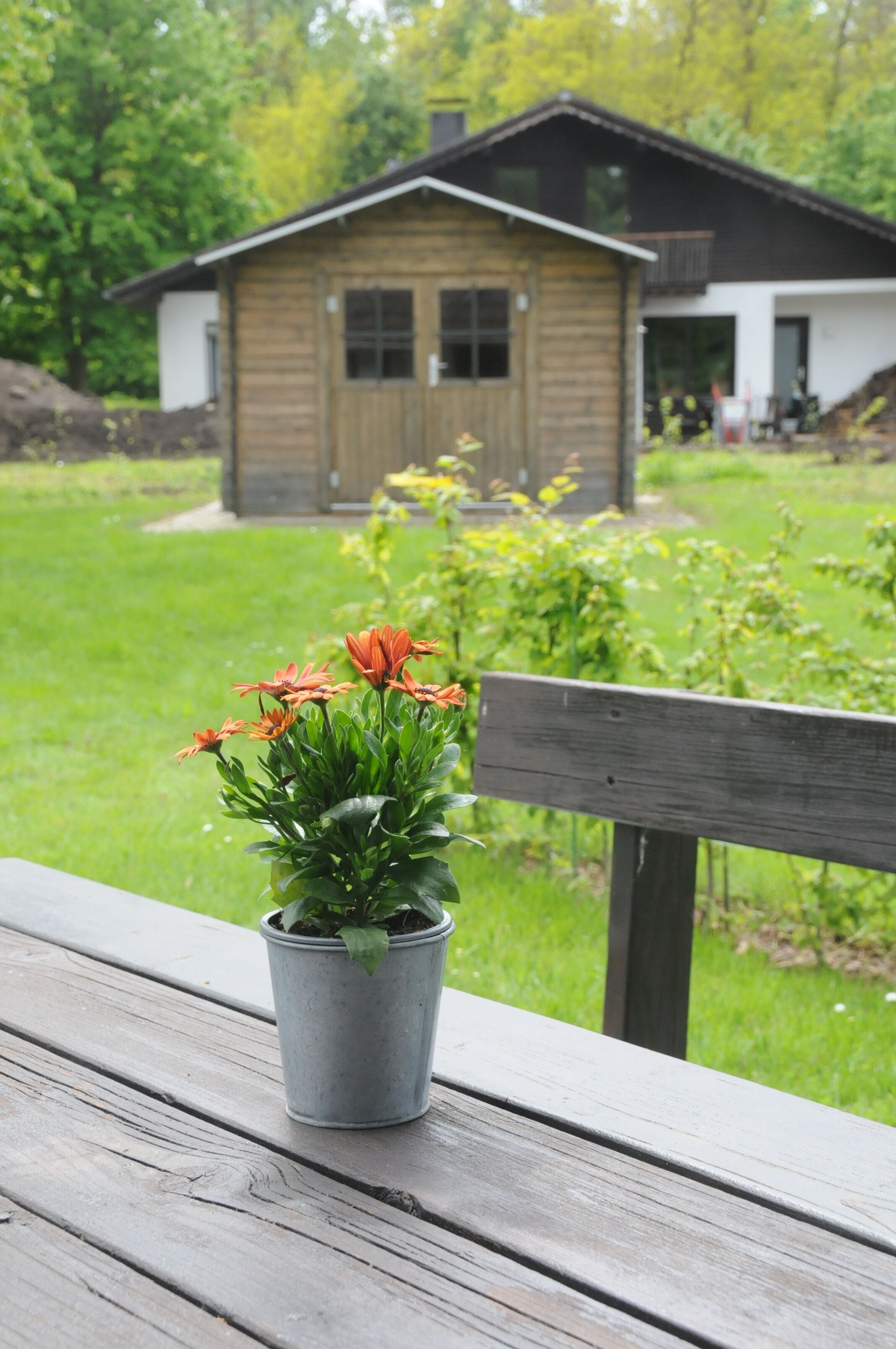 A wooden bench with a potted plant in the foreground and a house in the background.