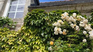 Um edifício de pedra com uma janela e um jardim com flores brancas.